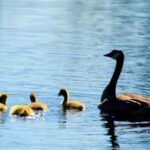 ducks-355