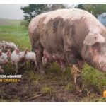 humane-canada