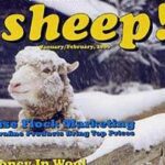 sheep