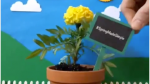 Home Depot Vine Video