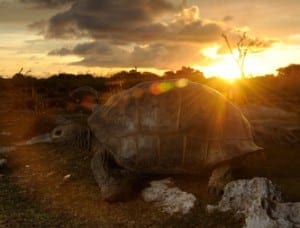 national-geographic-turtle