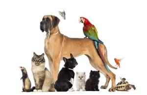 pets-dog-cat-bird