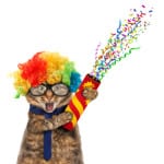 Funny cat in costume clown.