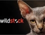 shutterstock