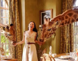 influencer marketing giraffe