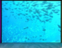 Lonely Whale