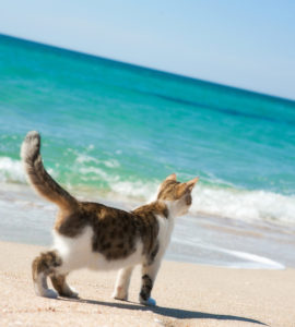 B2B cat beach