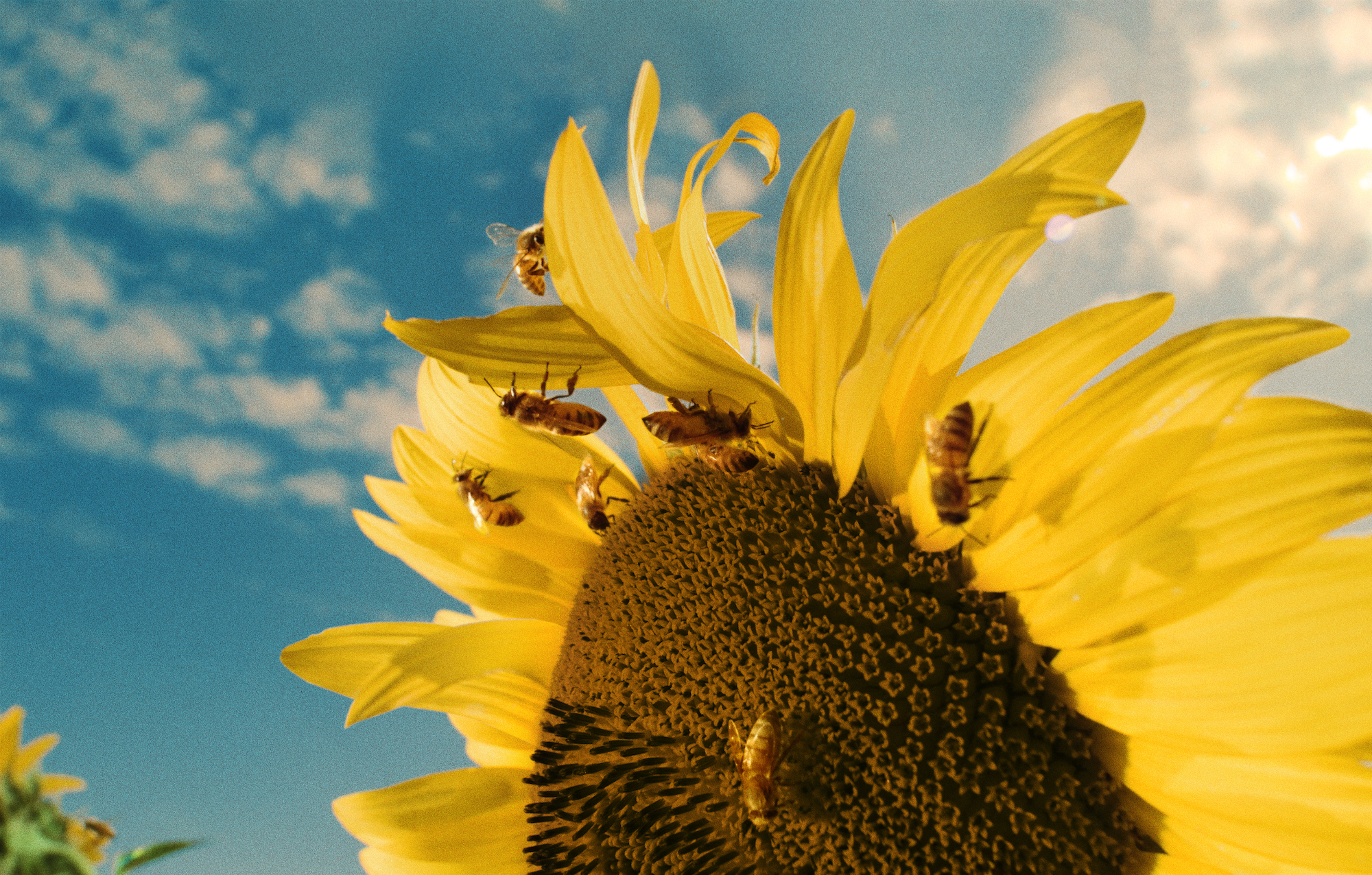 sunflower-b-v04.jpg